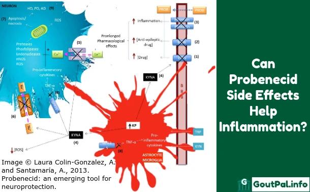 Can Probenecid Side Effects Help Inflammation?