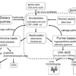 Different Food Purine Types and Uric Acid