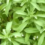 Stevia & Uric Acid Research