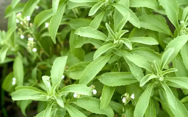 Stevia & Uric Acid Research
